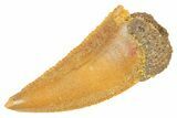 Serrated Raptor Tooth - Real Dinosaur Tooth #364729-1